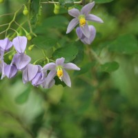 Solanum seaforthianum Andrews